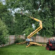 How Our Tree Care Process Works  in Bedford, TX